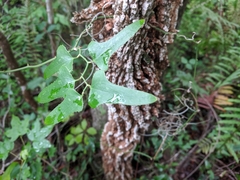 Smilax bona-nox image
