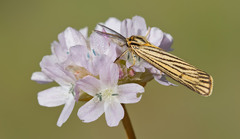 Spiris striata