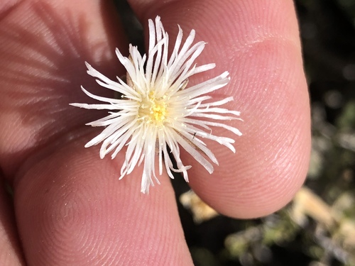Ash Sunfig (Mesembryanthemum geniculiflorum)