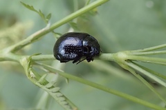 Chrysolina oricalcia