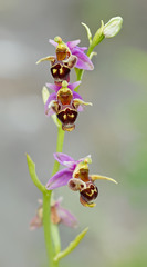 Ophrys oestrifera