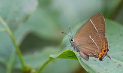 Satyrium w-album