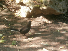 Turdus merula