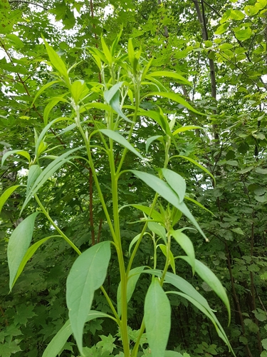 New-pretty saw-wort (Saussurea neopulchella)