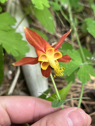 iNaturalist observation photo of western columbine