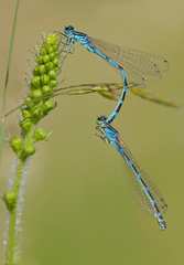 Coenagrion ornatum
