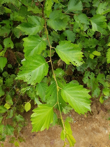 Image of Alnus hirsuta by (c) Igor' R., some rights reserved (CC BY)