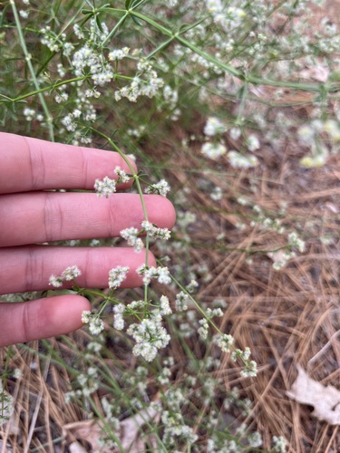 iNaturalist observation photo of Narrow-leaved Bedstraw