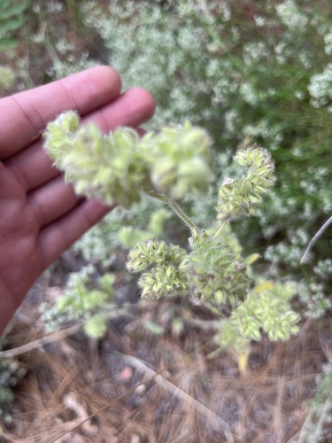 iNaturalist observation photo of Mountain Phacelia