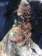 Odonthalia