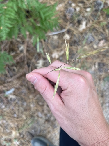 iNaturalist observation photo of slender wild oat