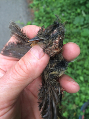 Empidonax difficilis