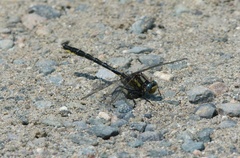Phanogomphus borealis