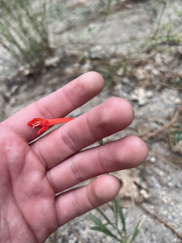 iNaturalist observation photo of San Gabriel beardtongue