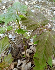 Acer pseudoplatanus