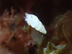 Exaesopus subturritus