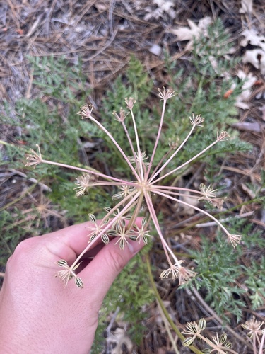 iNaturalist observation photo of Parish's umbrellawort