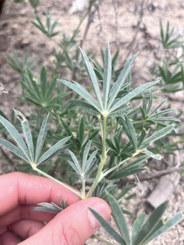 iNaturalist observation photo of San Jacinto Lupine