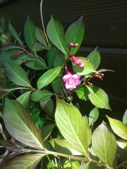 Weigela