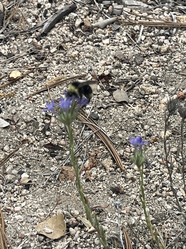 iNaturalist observation photo of giant woollystar
