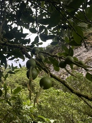 Styloceras laurifolium