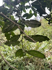 Styloceras laurifolium, photograph (c) Nicolás Baresch Uribe, some rights reserved (CC BY)