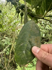 Styloceras laurifolium, photograph (c) Nicolás Baresch Uribe, some rights reserved (CC BY)