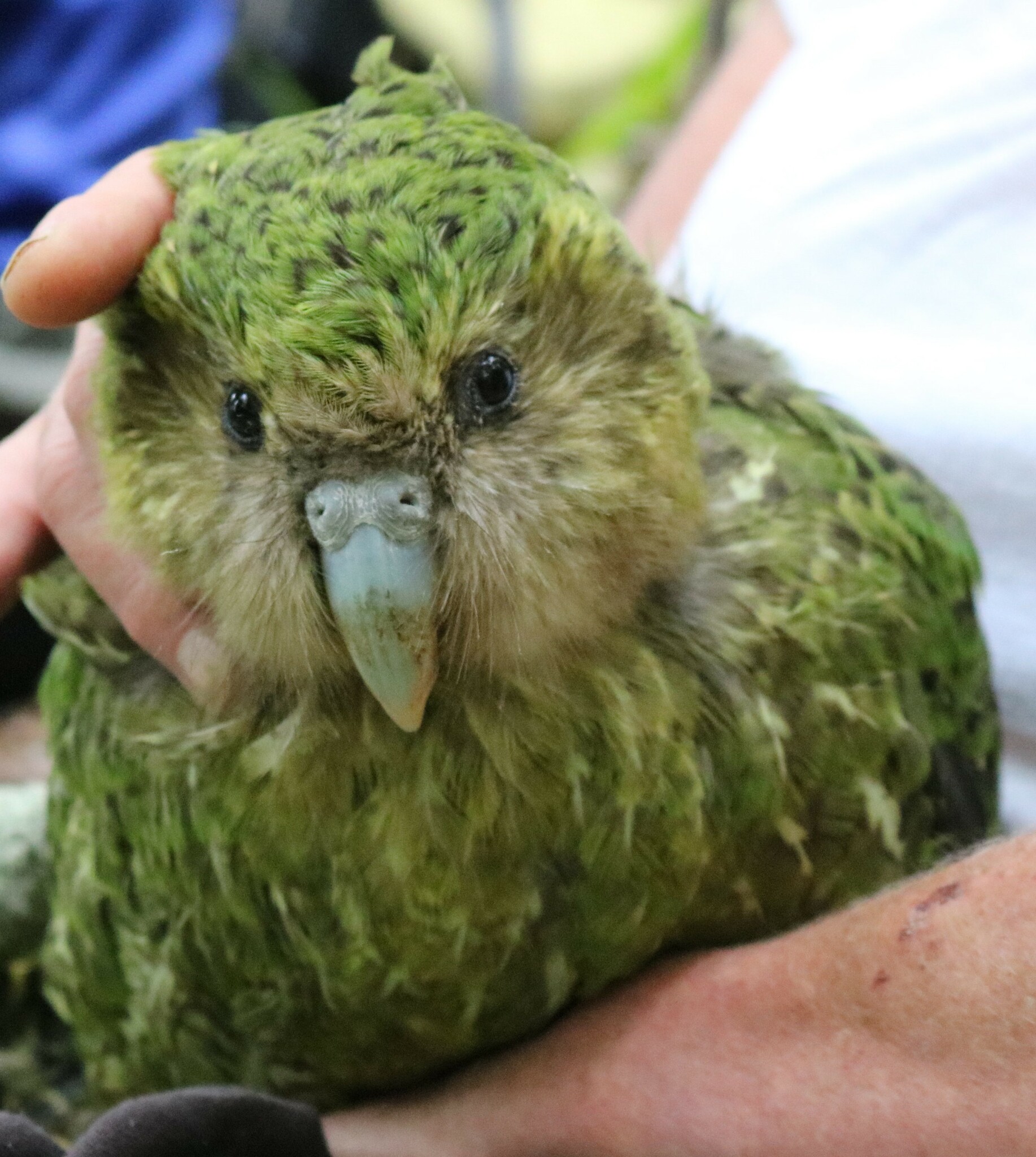Kakapo illustration
