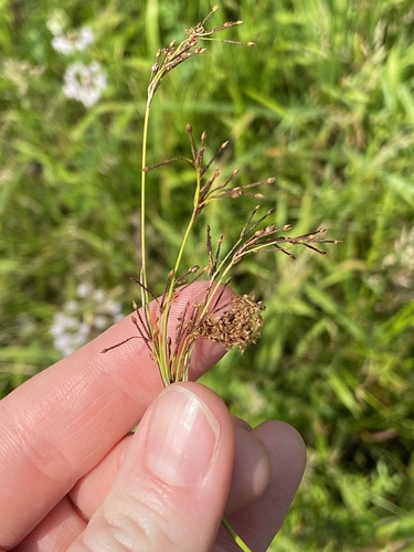 Image of Scirpus pendulus by (c) Erin Snyder, some rights reserved (CC BY)