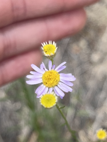 iNaturalist observation photo of Leafy Fleabane