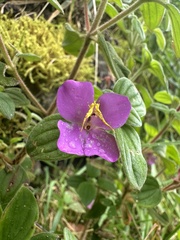Monochaetum bonplandii