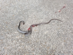 Coluber constrictor latrunculus