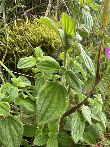Monochaetum bonplandii, photograph 2