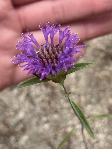 iNaturalist observation photo of Brewer's Monardella