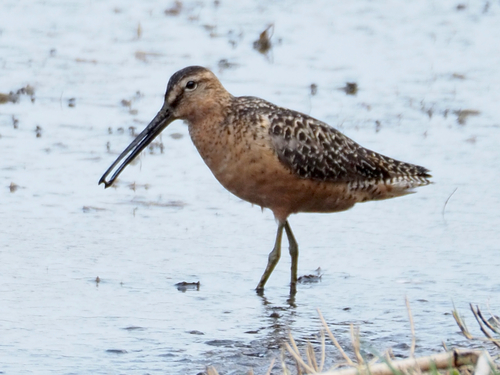 Long-billed Dowitcher
