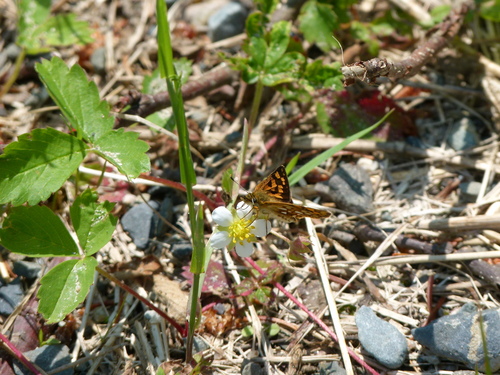 Photo of Arctic Skipper (Carterocephalus mandan)