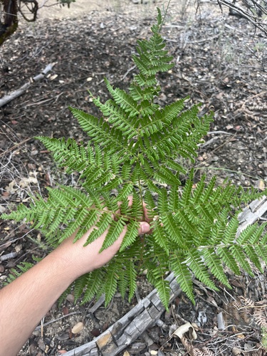 iNaturalist observation photo of Hairy brackenfern