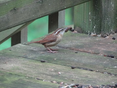 Thryothorus ludovicianus