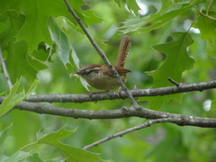 Thryothorus ludovicianus