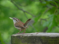 Thryothorus ludovicianus