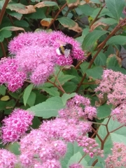 Bombus