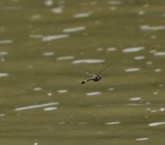 Macromia