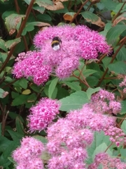 Bombus