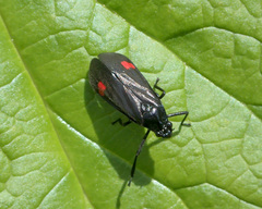 Callitettix versicolor