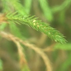 Selaginella oregana