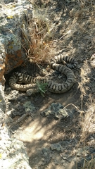 Crotalus oreganus