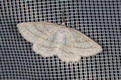 Perconia strigillaria