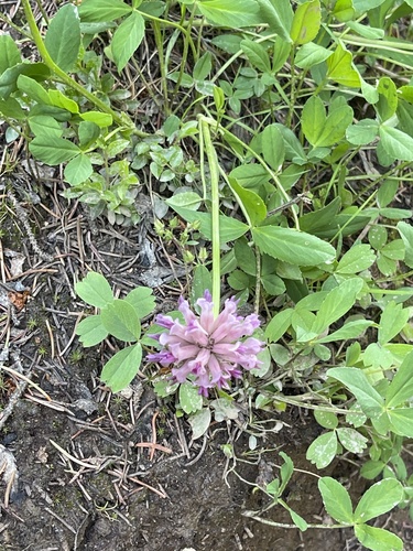 Image of Trifolium parryi by (c) Jared Lincenberg, some rights reserved (CC BY)