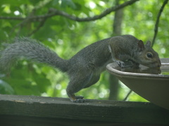 Sciurus carolinensis