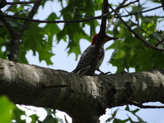 Melanerpes carolinus